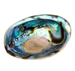 Abalone Shell Abalone Shell
